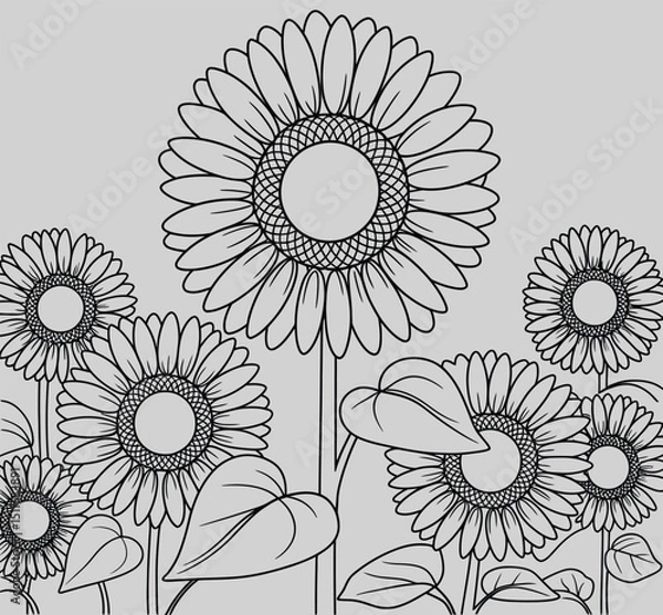 Fototapeta Sunflowers Sketch in Field: A detailed sketch of several sunflowers in a field showcases intricate details, emphasizing their graceful forms and the essence of natural beauty
