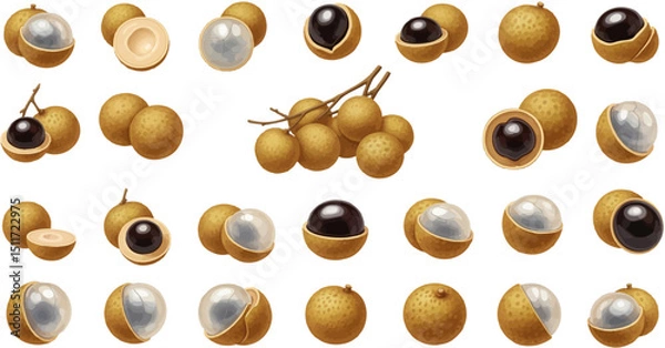 Fototapeta A collection of realistic longan illustrations, including whole fruits, peeled fruits showing the translucent flesh and black seed, and a bunch on a twig.