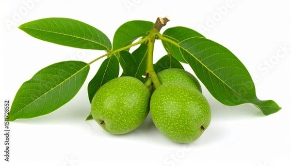 Fototapeta Green walnuts isolated on white background 