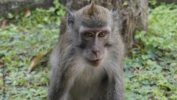 Obraz Close-up of a monkey