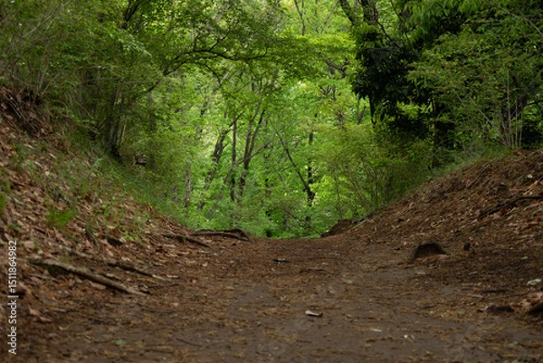 Fototapeta 森の中の広い道