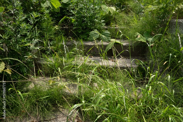 Obraz 緑に覆われた階段