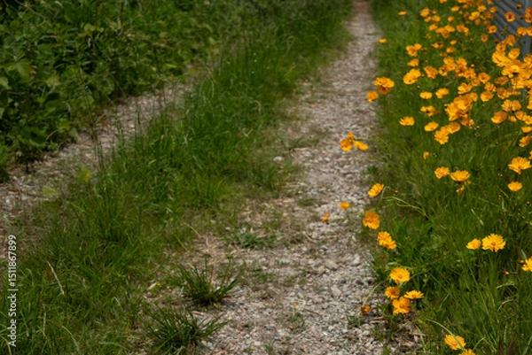 Obraz 林道に咲くキバナコスモス