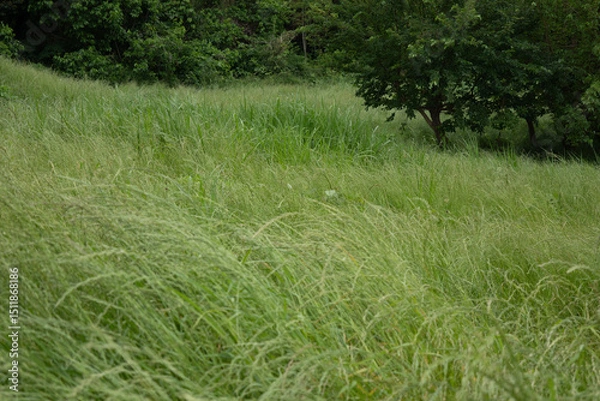 Fototapeta そよかぜ吹く草原