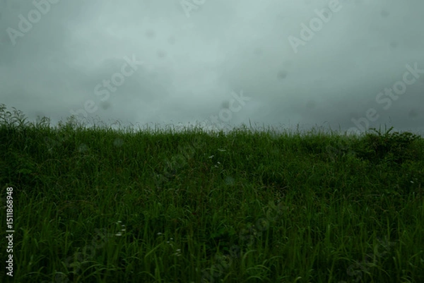 Obraz 曇り空と野原