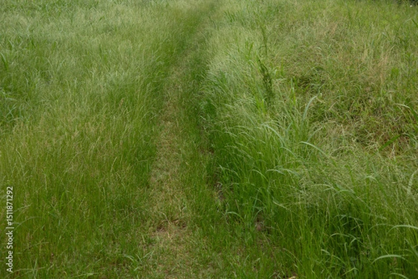 Fototapeta 野原の一本道