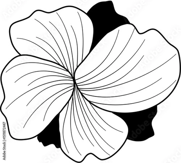 Obraz flower petals line art