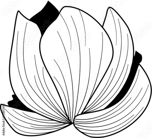 Obraz flower petals line art