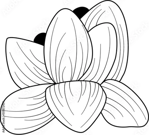Obraz flower petals line art