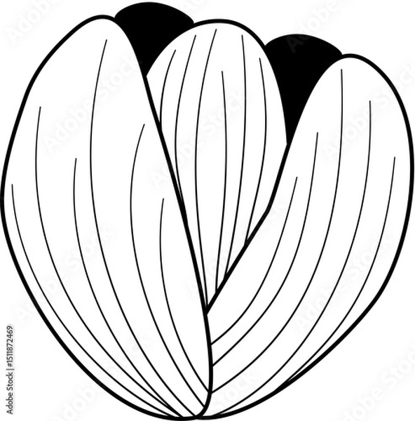 Obraz flower petals line art