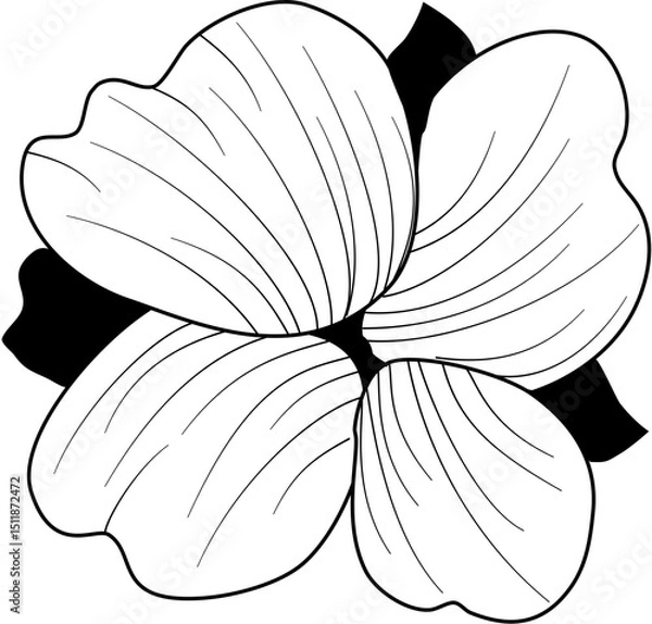 Obraz flower petals line art
