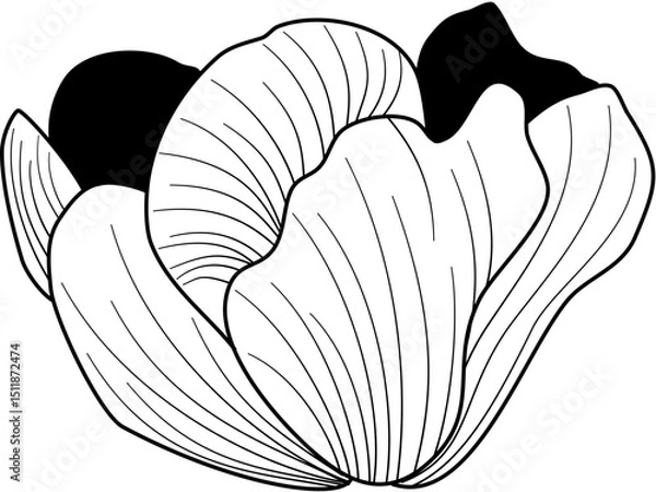 Obraz flower petals line art