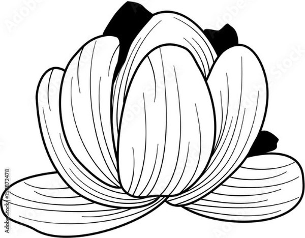 Obraz flower petals line art