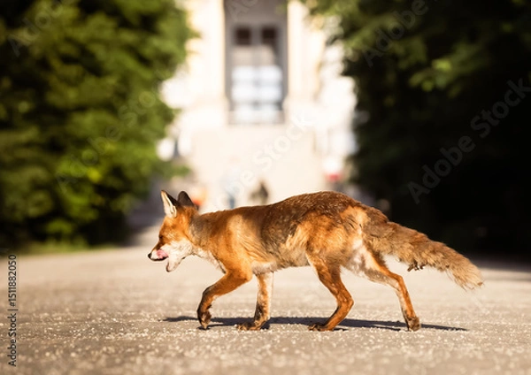 Obraz red fox in the city