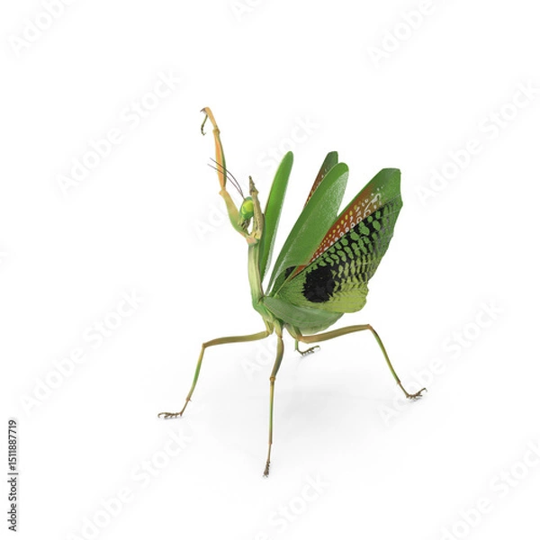 Obraz Praying Mantis isolated on transparent background
