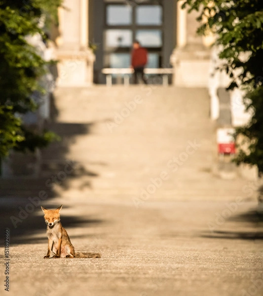 Obraz fox cub sighting in the city