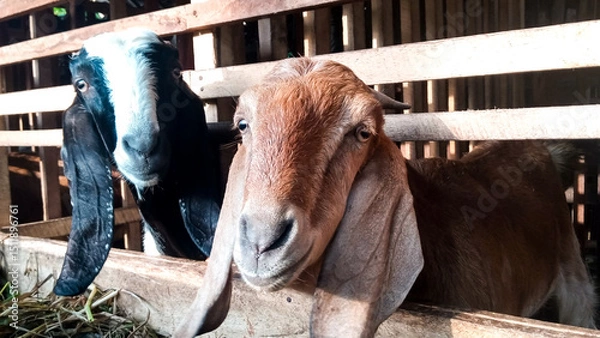 Obraz Two goats in a wooden pen eating grass, ideal for farm, agriculture, or livestock-themed content.