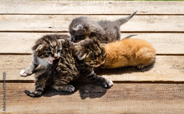 Fototapeta group A small newborn kitten lies on a wooden surface outdoors, against the backdrop of a blurred green garden foliage. The kittens have barely open eyes, showing vulnerability and cuteness.