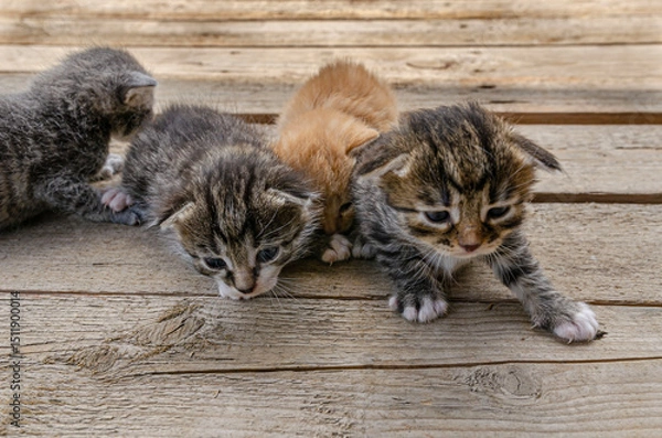 Fototapeta group A small newborn kitten lies on a wooden surface outdoors, against the backdrop of a blurred green garden foliage. The kittens have barely open eyes, showing vulnerability and cuteness.