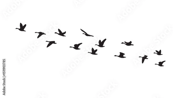 Fototapeta Silhouette of birds flying in a flock in the sky, isolated background, vector illustration.