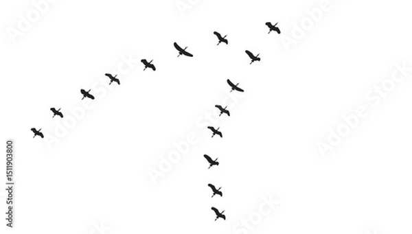 Fototapeta Silhouette of birds flying in a flock in an orderly row in the sky, isolated background, vector illustration.