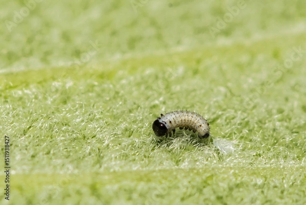 Obraz Monarch Caterpillar hatching from an egg - Danaus Plexippus
