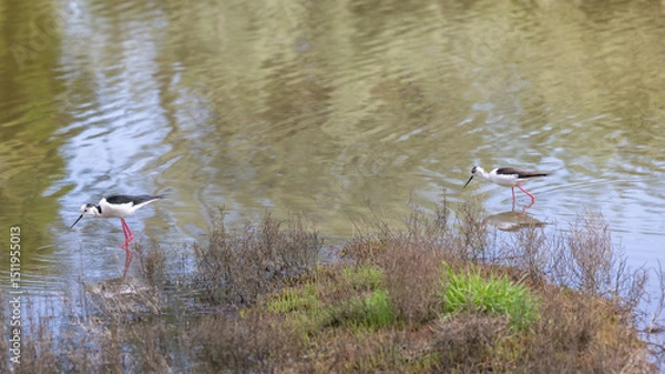 Fototapeta The black-winged stilt (Himantopus himantopus) is a widely distributed, very long-legged wader in the avocet and stilt family Recurvirostridae