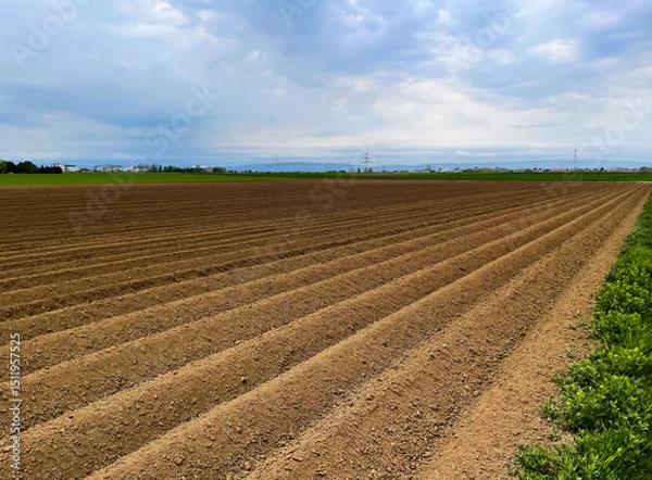 Fototapeta image of field in spring, agricultural work sowing, farm field, growing crops and preparing soil in spring