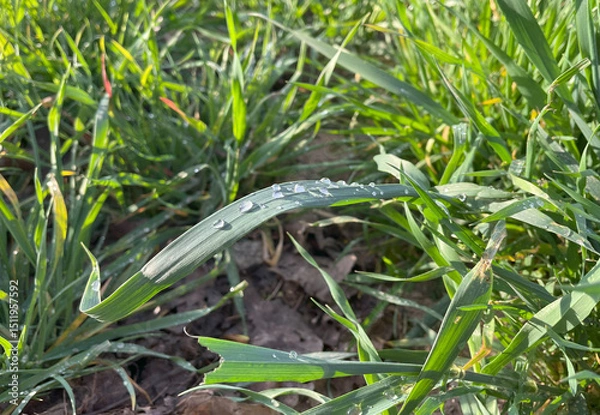 Fototapeta grass macro photography, dew drops on grass, green vegetation in the morning or after rain
