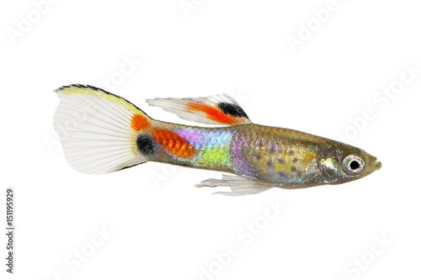 Fototapeta Endler Guppy Poecilia wingei tiny colorful tropical aquarium fish 