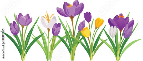 Fototapeta Crocus Spring flower vector illustration. A set of crocus flower isolated on transparent background