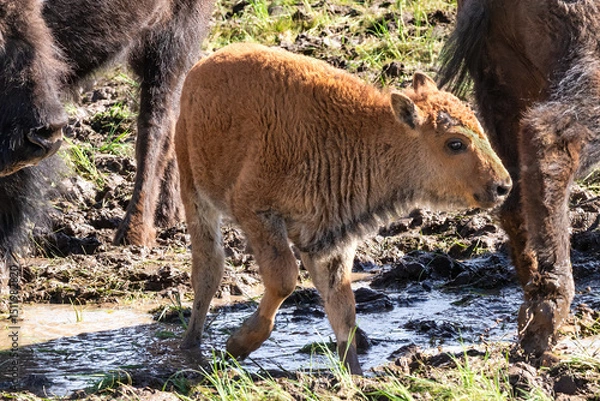 Obraz Closeup, young American Bison (Bison bison) standing in watering hole, surround by other bison. On the North Rim of the Grand Canyon.
