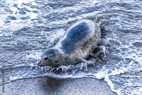 Obraz Harbor Seal (Phoca vitulina) laying on beach in Monterey, California. Wet sand from receding waves. 
