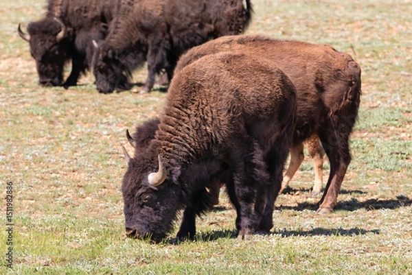 Obraz American Plains Bison (bison bison) grazing in a grassy field. At Grand Canyon's North Rim.
