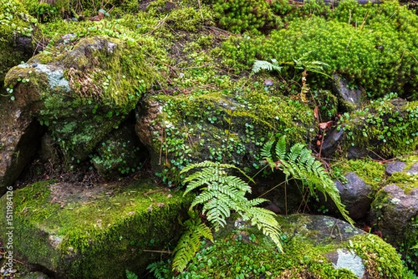 Obraz Ferns and Japanese moss growing on boulders in Yoshikien Garden in Nara, Japan.
