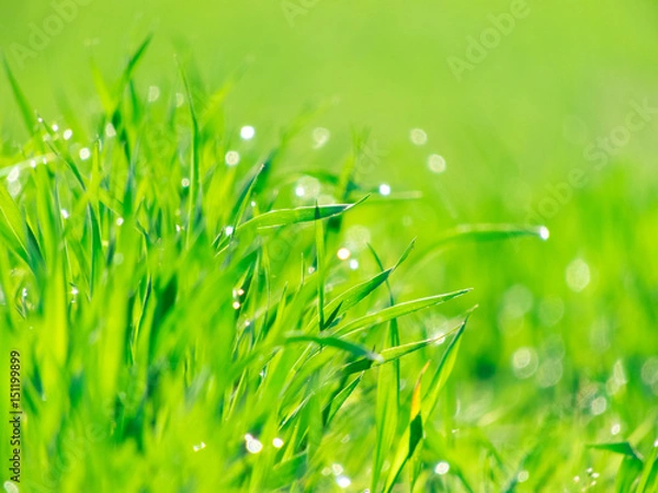 Obraz Green grass texture from a field