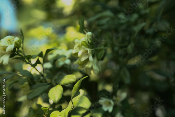 Fototapeta Fragrantful orange jessamine (Kamini) white flowers on the green tree. Close-up of wet white Madhu Kamini flowers in summer season
