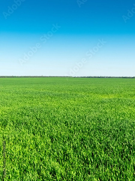 Obraz Green grass texture from a field
