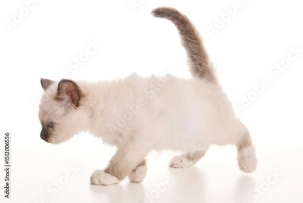 Fototapeta Cute sacred Birman kitten on white background