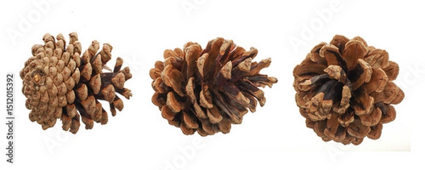 Fototapeta Scots pine (Pinus sylvestris), pine cone isolated on white background