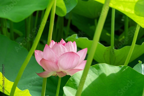 Obraz 葉陰に咲く清らかな蓮の花