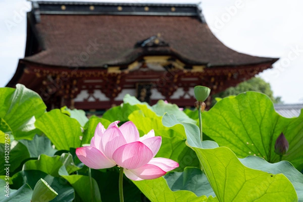 Obraz 蓮と歴史的建築が織りなす日本の夏景色