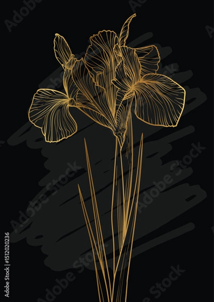 Obraz A4 iris line art vector hand drawn illustration. Art print with gold iris flower and a black sketch mark. Highly detailed and high quality graphic asset for online and print.