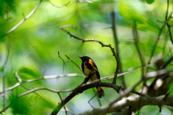 Fototapeta paruline flamboyante sur la branche d'un arbre