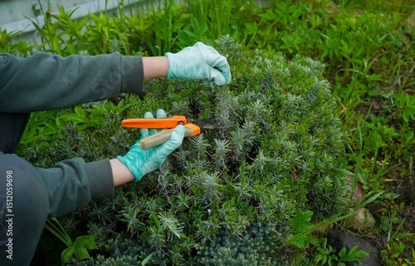 Obraz A hand wearing gloves holds pruning tools while shaping a lavender shrub. It's the season for garden upkeep.g bushes.