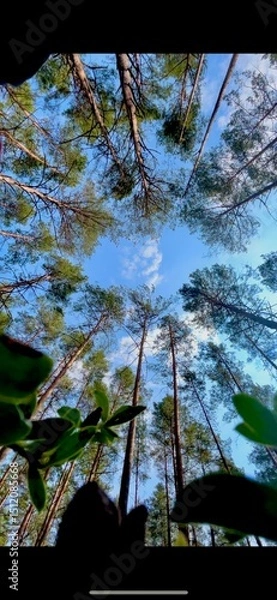 Fototapeta Tall trees reaching towards the blue sky under bright sunlight in a serene forest setting