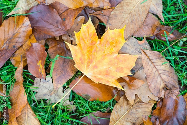 Fototapeta Beautiful autumn maple leaves