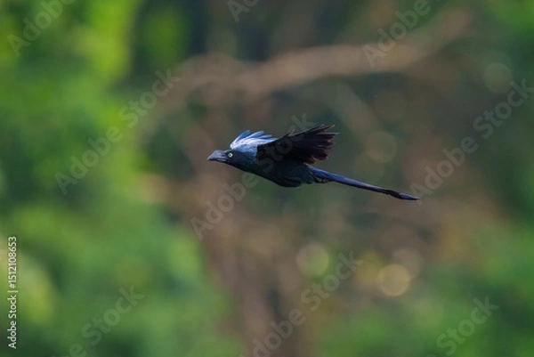 Fototapeta Flying Greater Ani Crotophaga major. Anis are bizarre black cuckoos with long floppy tails and unique, very deep and broad-sided bills. Ecuador.
