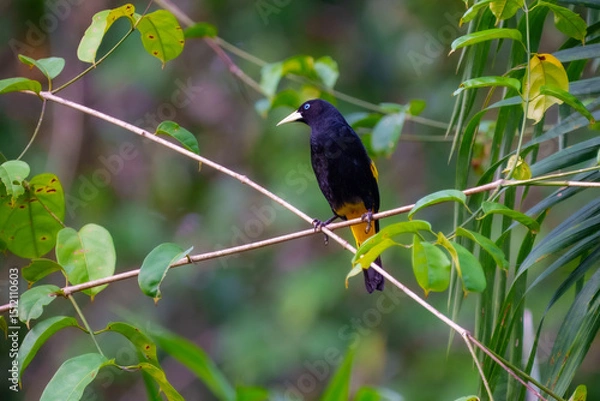 Fototapeta Yellow-rumped Cacique (Amazonian) Cacicus cela cela, at the nest. perched in a tree in the Cuyabeno Wildlife Reserve, outside of Lago Agrio, Ecuador