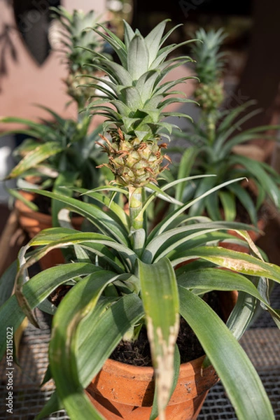 Obraz Plan d'ananas en pot